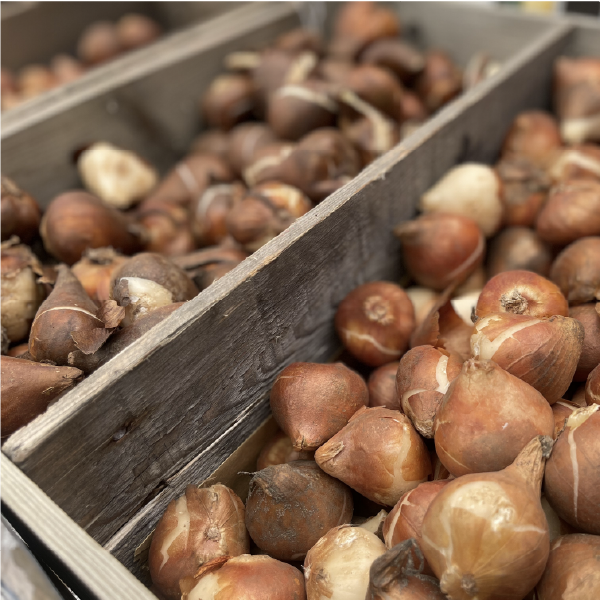 Seeds and bulbs